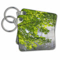 Key Chain - USA, Washington State, Seabeck. Bigleaf maple limbs and sun rays. Tree