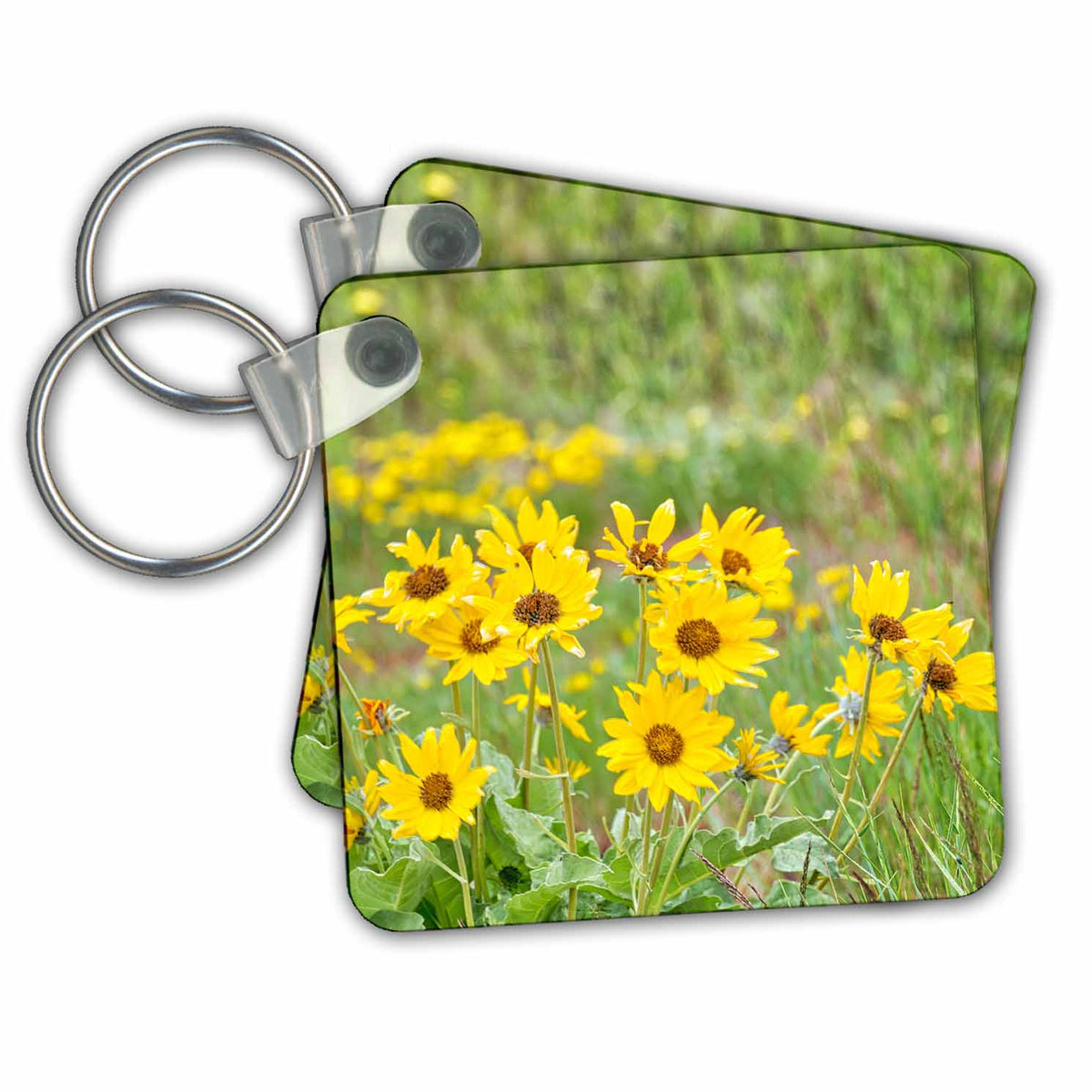 3dRose Key Chains USA, Washington State, Table Mountain, Arrowleaf Balsamroot in bloom (kc-368614-1)