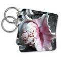 3dRose Key Chains Brown Pink Speckled Sea Shells (kc-36930-1)
