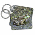 3dRose Key Chains Bullfrog (kc-59710-1)