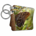3dRose Key Chains Butterfly on a Tree- Nature Photography (kc-79147-1)