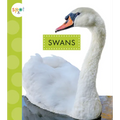 Swans - Paperback