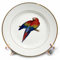3dRose Scarlet Macaw Perched On A Branch Illustration - Plates (cp-382548)
