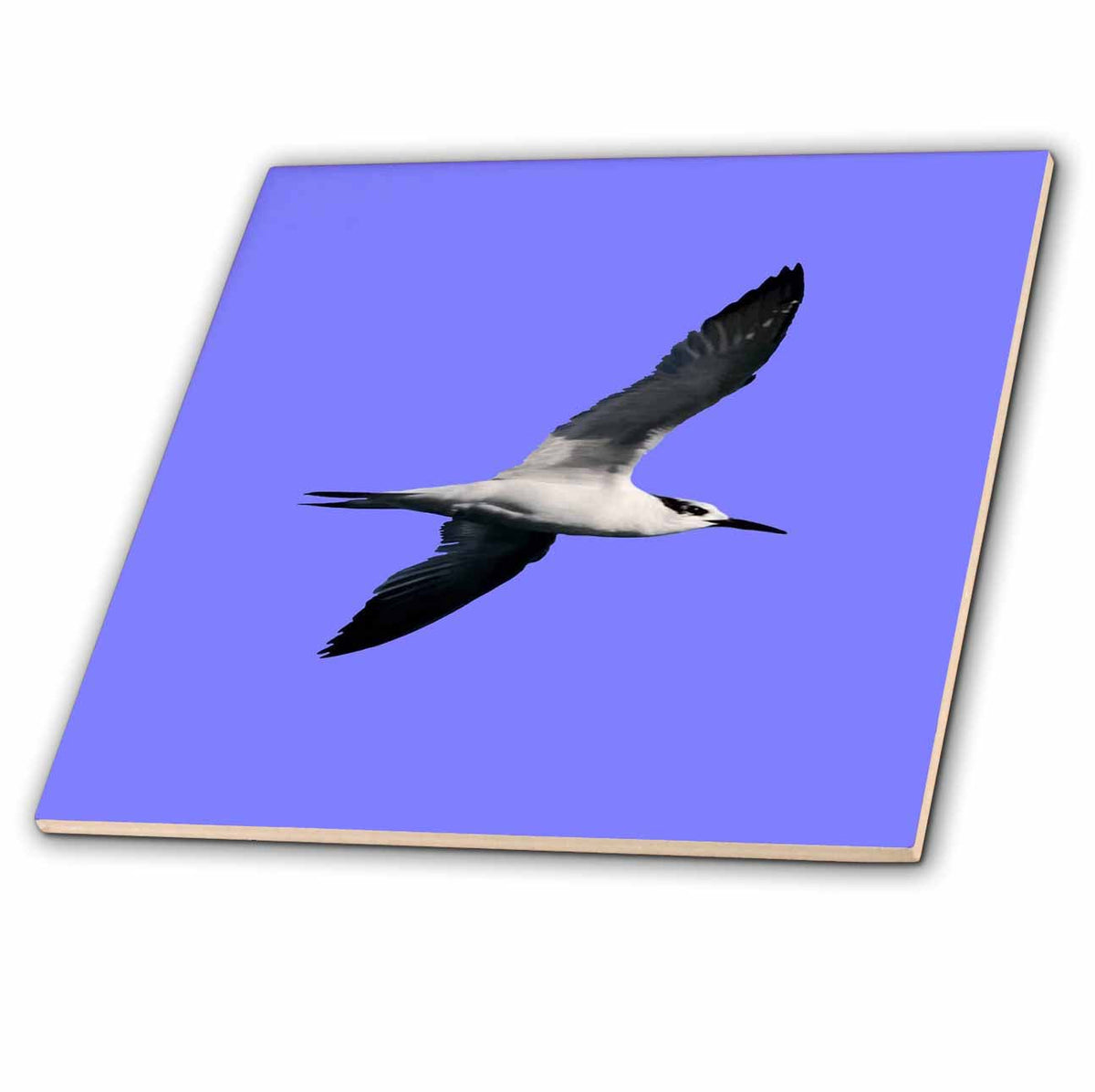 3dRose Sandwich Tern Seagull Bird in Flight Cut Out - Tiles (ct-385211)