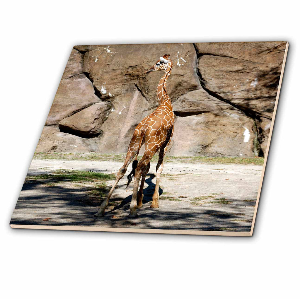 3dRose Wild Animals - Giraffe - Tiles (ct_3887)