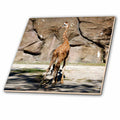 3dRose Wild Animals - Giraffe - Tiles (ct_3887)