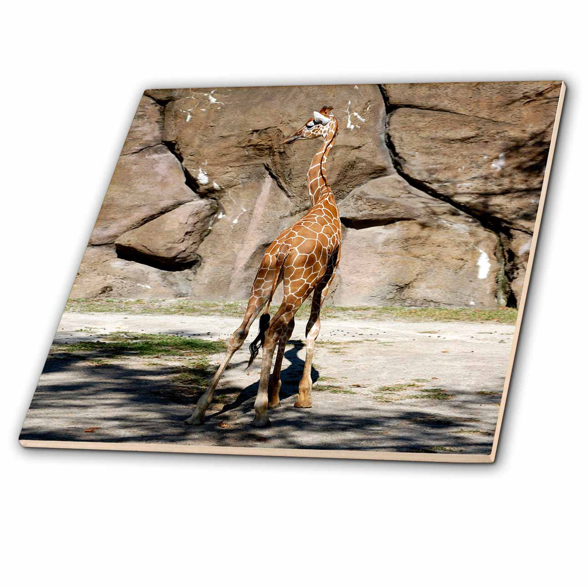 3dRose Wild Animals - Giraffe - Tiles (ct_3887)