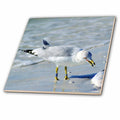 3dRose Florene Birds - Seagull Closeup On Beach - Tiles (ct_38962)