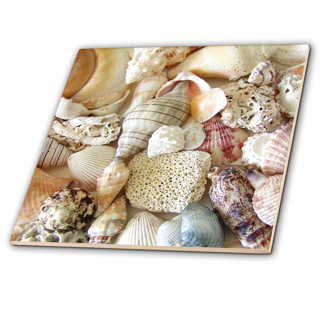 3dRose Florene Shells - Florida Seashells II - Tiles (ct_40854)