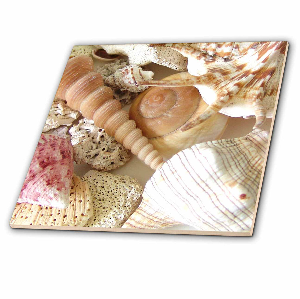 3dRose Florene Shells - Florida Keys Seashells - Tiles (ct_40855)