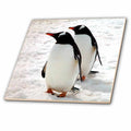 3dRose Birds - Penguins - Tiles (ct_4182)