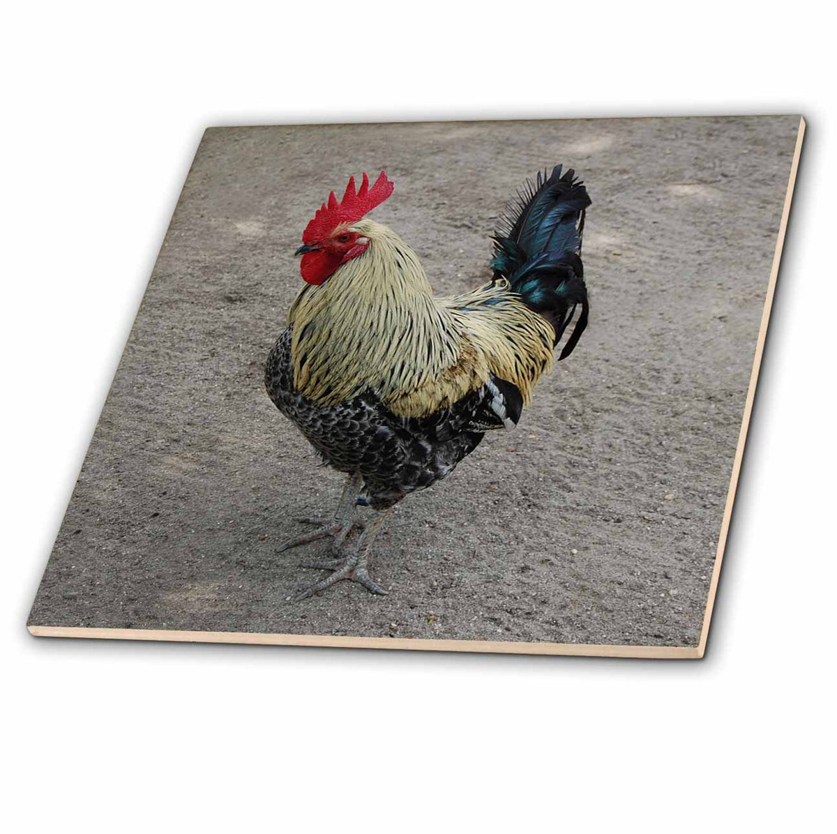 3dRose Farm Animals - Rooster - Tiles (ct_4328)