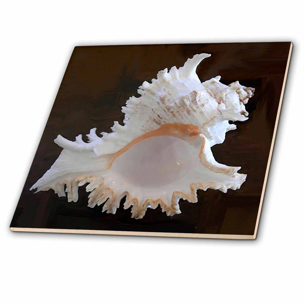 3dRose Sea Shells - Sea Shell - Tiles (ct_4384)