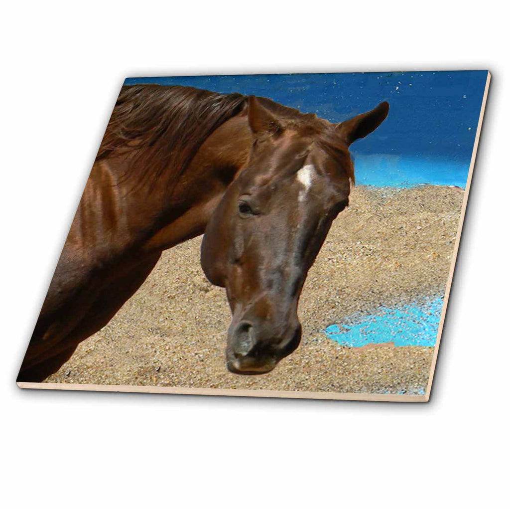 3dRose Horse - Quarter Horse - Tiles (ct_4597)