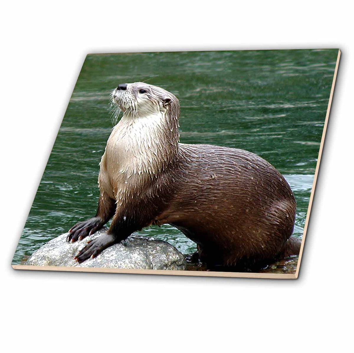 3dRose Wild Animals - Otter - Tiles (ct_4659)