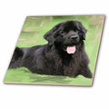 3dRose Dogs Newfoundland - Newfoundland - Tiles