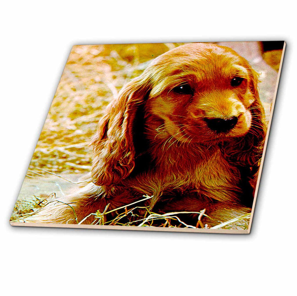 3dRose Dogs Irish Setter - Irish Setter Puppy - Tiles (ct_486)