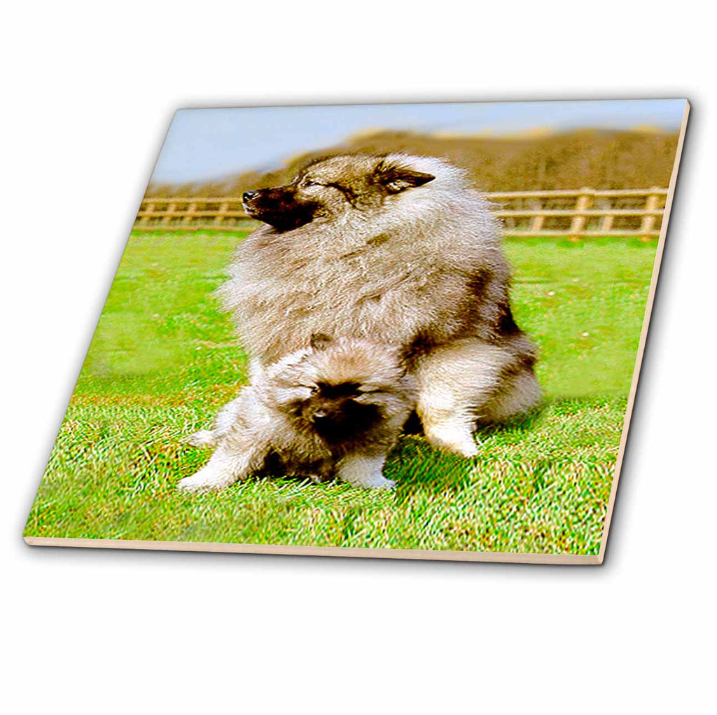 3dRose Dogs Keeshond - Keeshond - Tiles (ct_489)