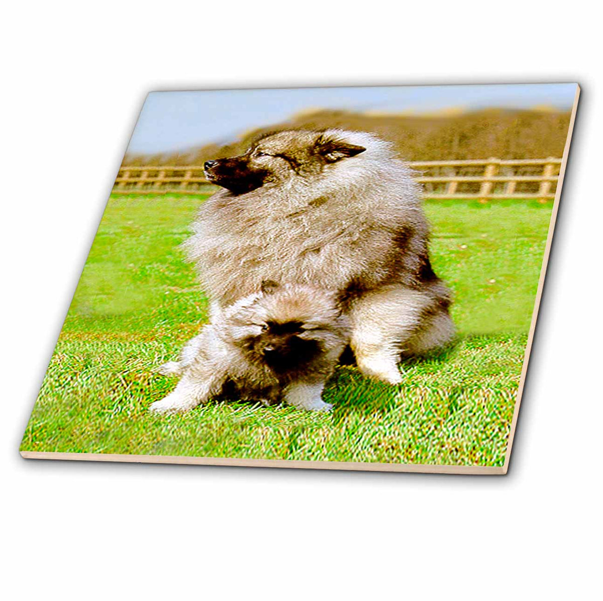 3dRose Dogs Keeshond - Keeshond - Tiles (ct_489)