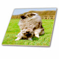 3dRose Dogs Keeshond - Keeshond - Tiles (ct_489)