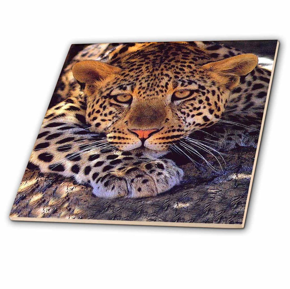 3dRose Wild Animals - Leopard - Tiles (ct_512)
