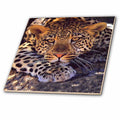 3dRose Wild Animals - Leopard - Tiles (ct_512)