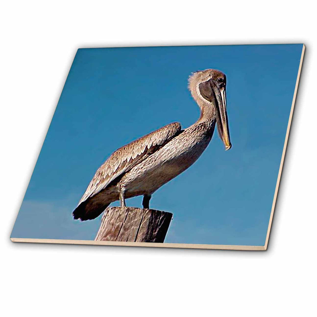 3dRose Birds - Pelican - Tiles (ct_605)