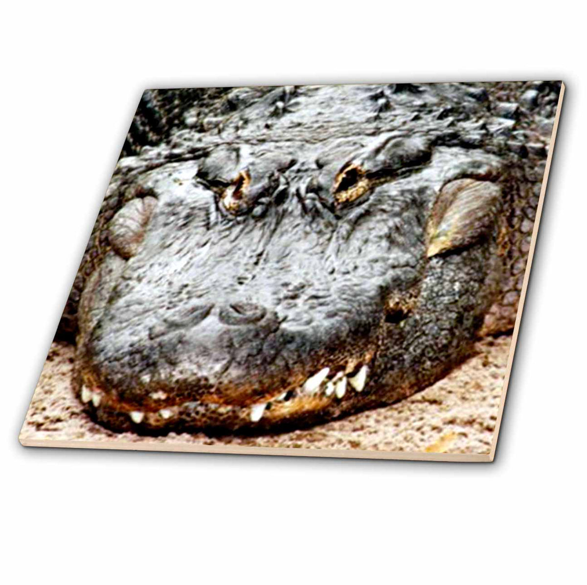3dRose Wild Animals - Crocodile - Tiles (ct_616)
