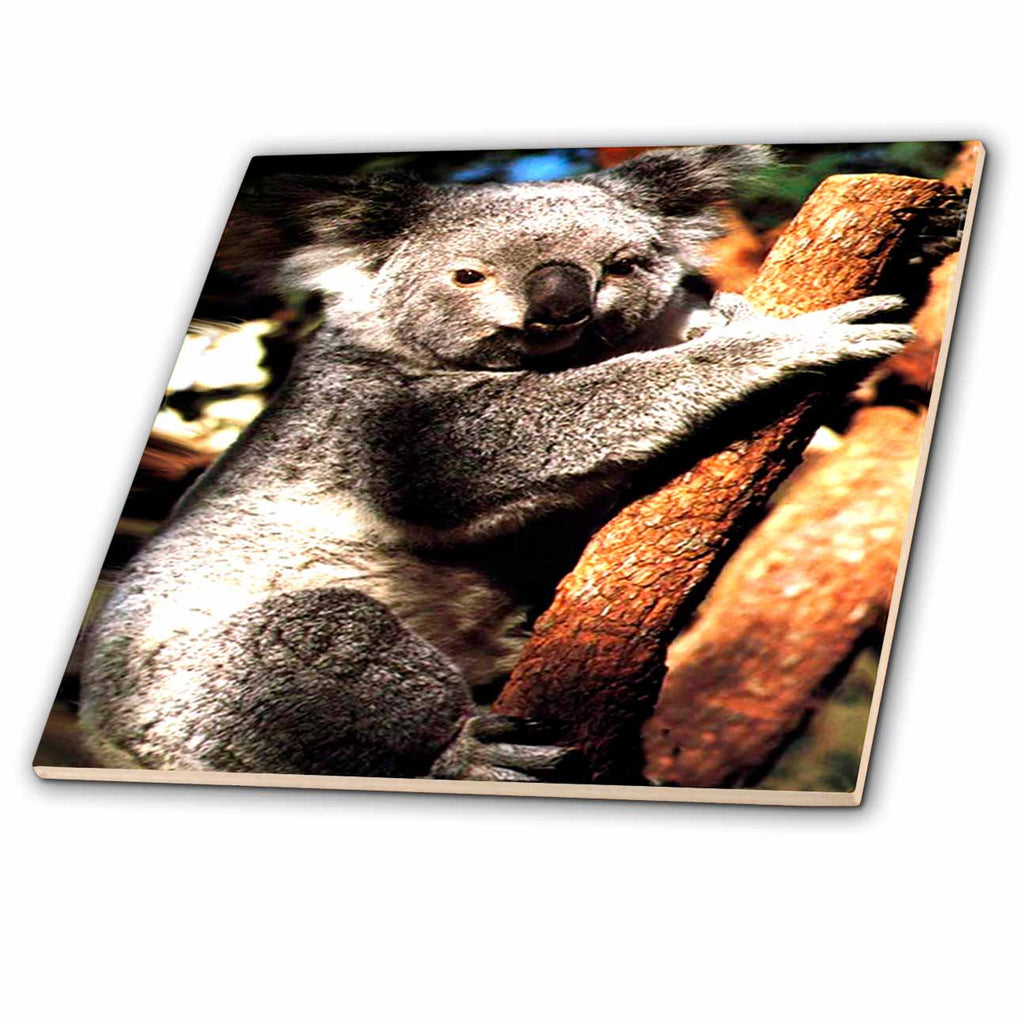 3dRose Wild Animals - Koala - Tiles (ct_617)
