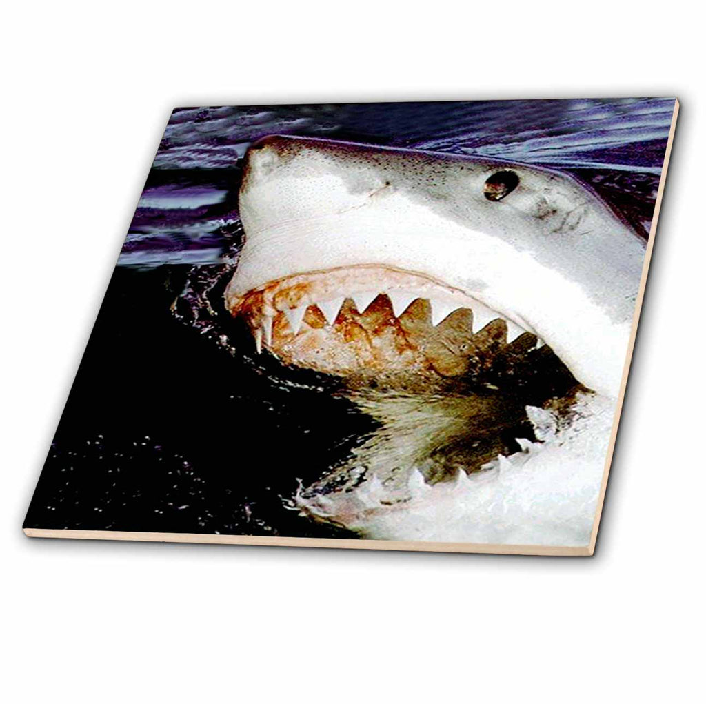 3dRose Sharks - Great White - Tiles (ct_635)