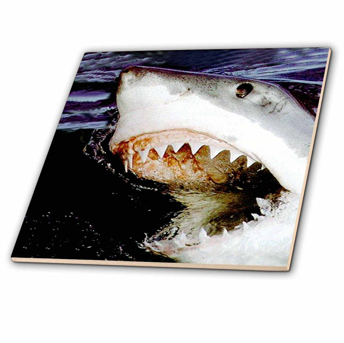 3dRose Sharks - Great White - Tiles (ct_635)