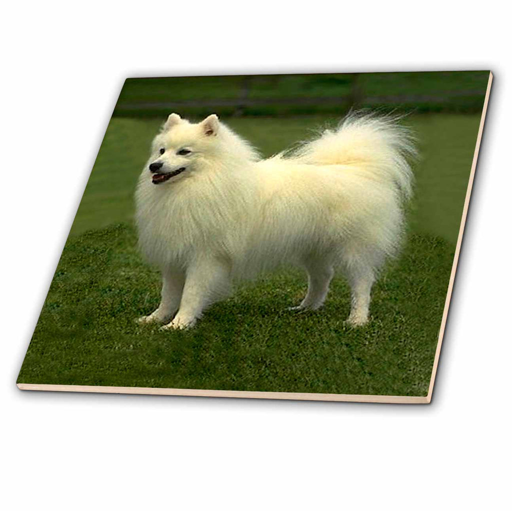 3dRose Dogs American Eskimo - American Eskimo - Tiles (ct_642)