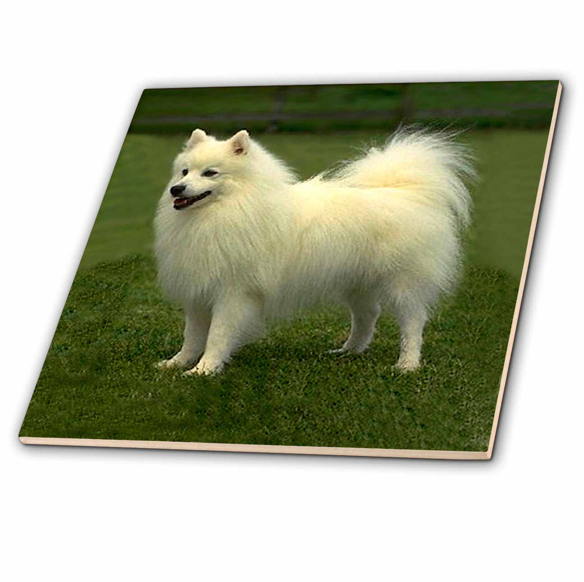 3dRose Dogs American Eskimo - American Eskimo - Tiles (ct_642)
