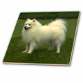 3dRose Dogs American Eskimo - American Eskimo - Tiles (ct_642)