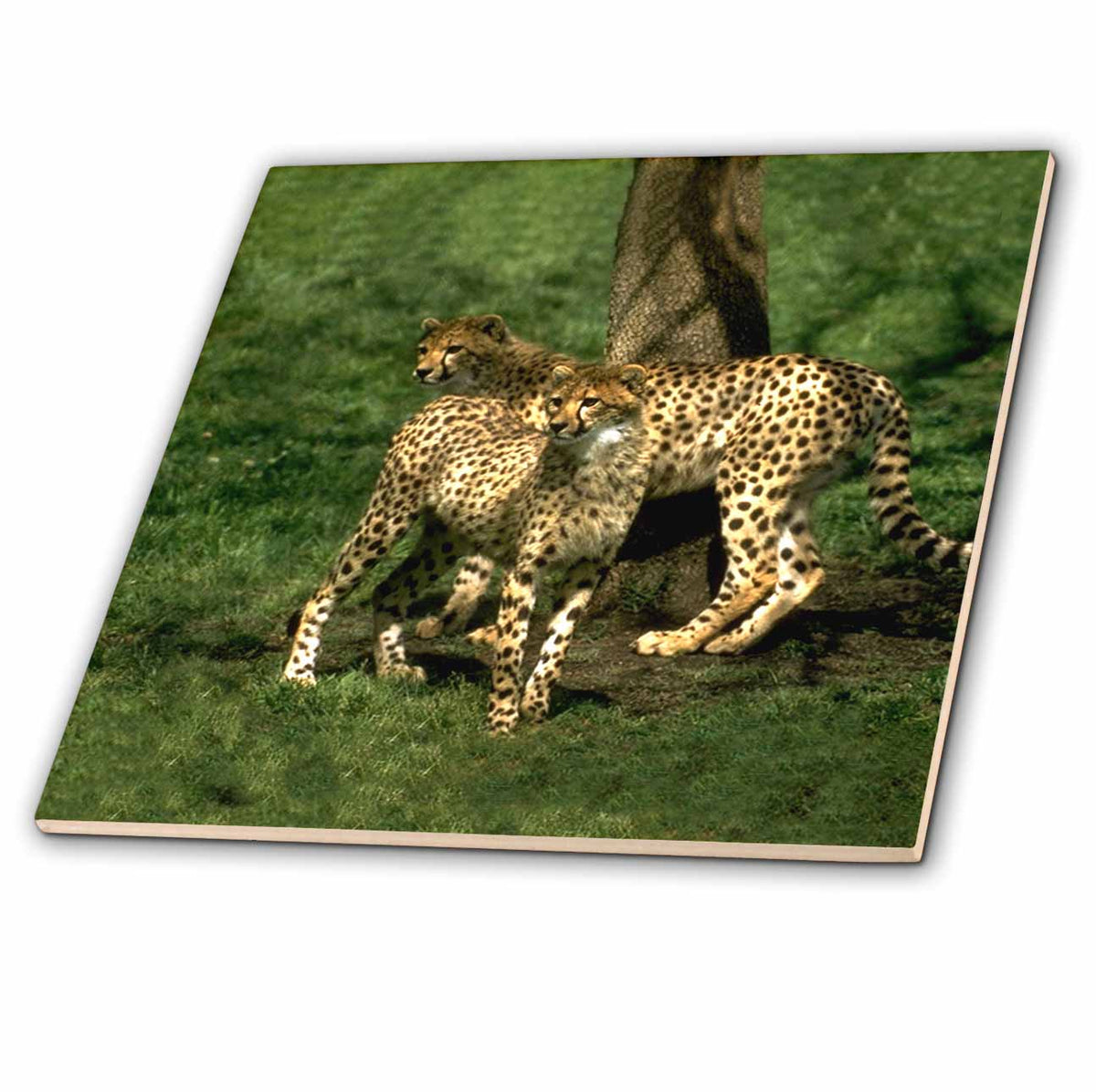 3dRose Wild Animals - Cheetah - Tiles (ct_643)