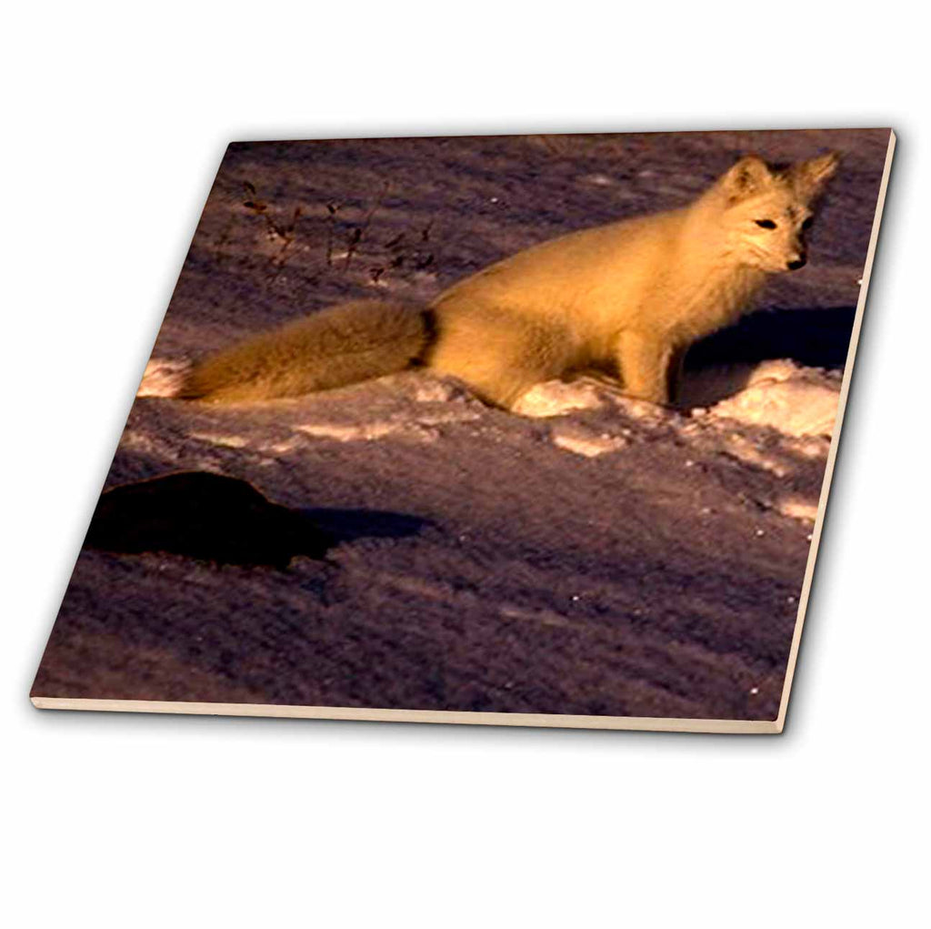 3dRose Wild Animals - Arctic Fox - Tiles (ct_644)