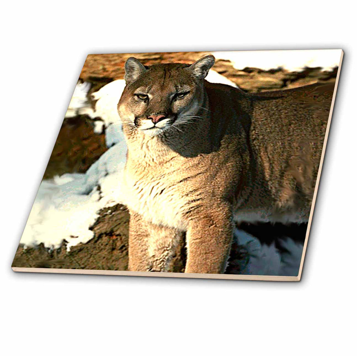 3dRose Wild Animals - Cougar - Tiles (ct_651)