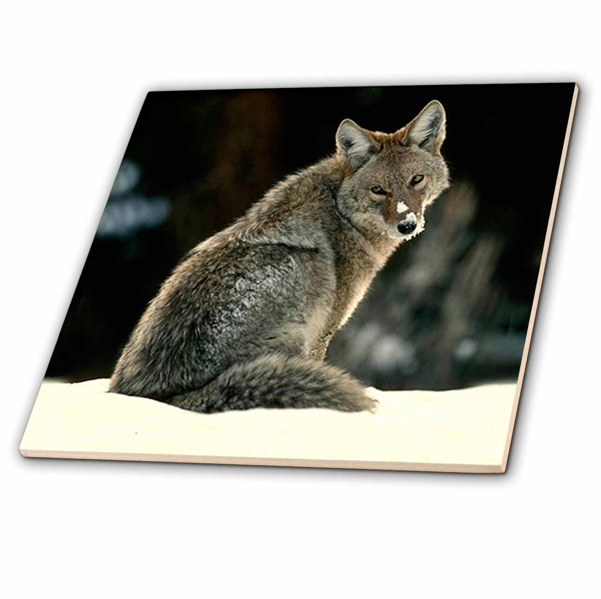 3dRose Wild Animals - Coyote - Tiles (ct_675)