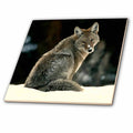 3dRose Wild Animals - Coyote - Tiles (ct_675)