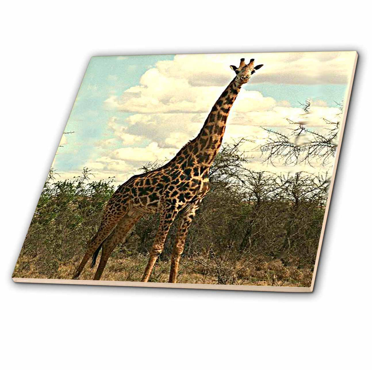 3dRose Wild Animals - Giraffe - Tiles (ct_678)