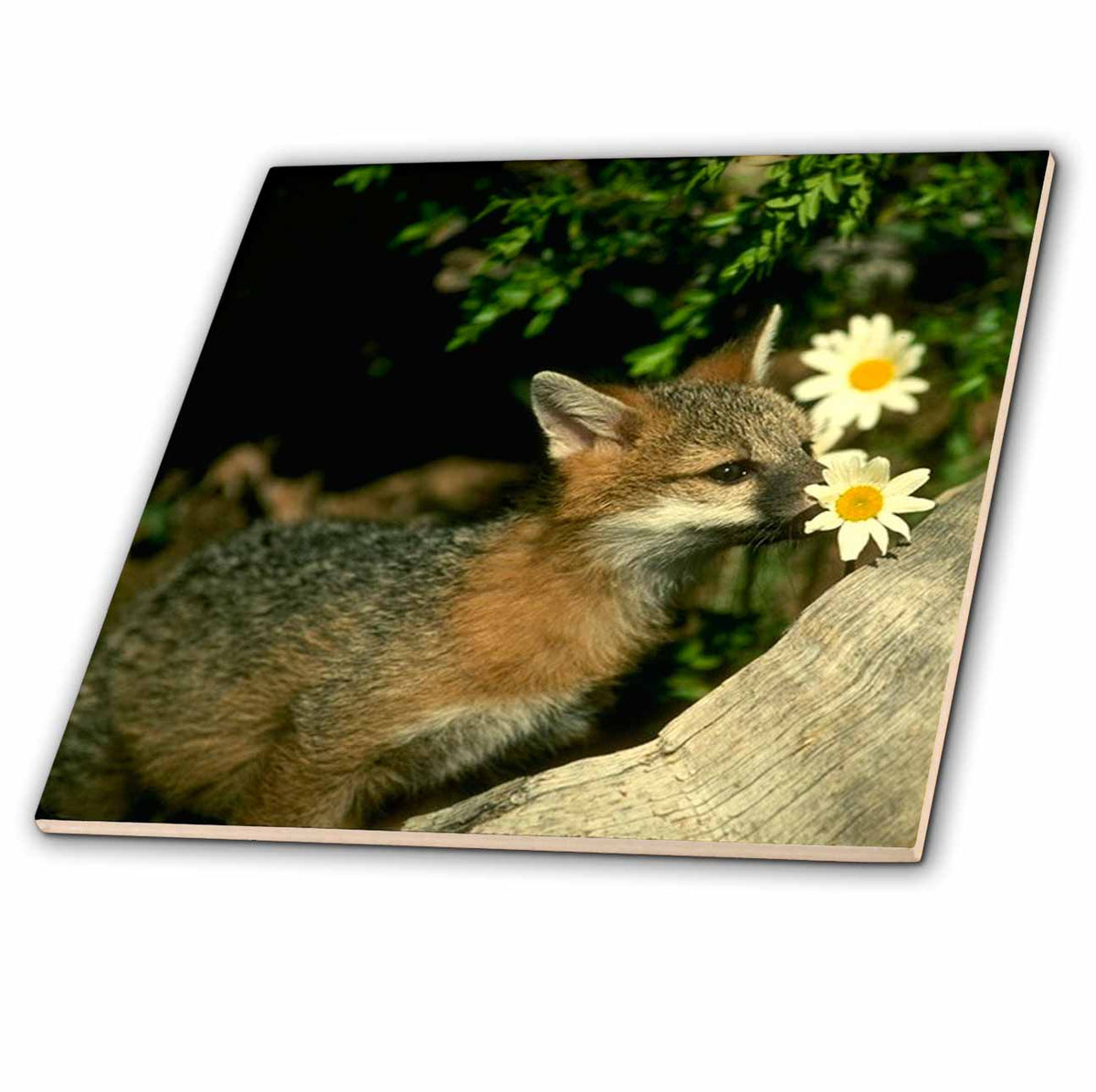 3dRose Wild Animals - Gray Fox - Tiles (ct_680)