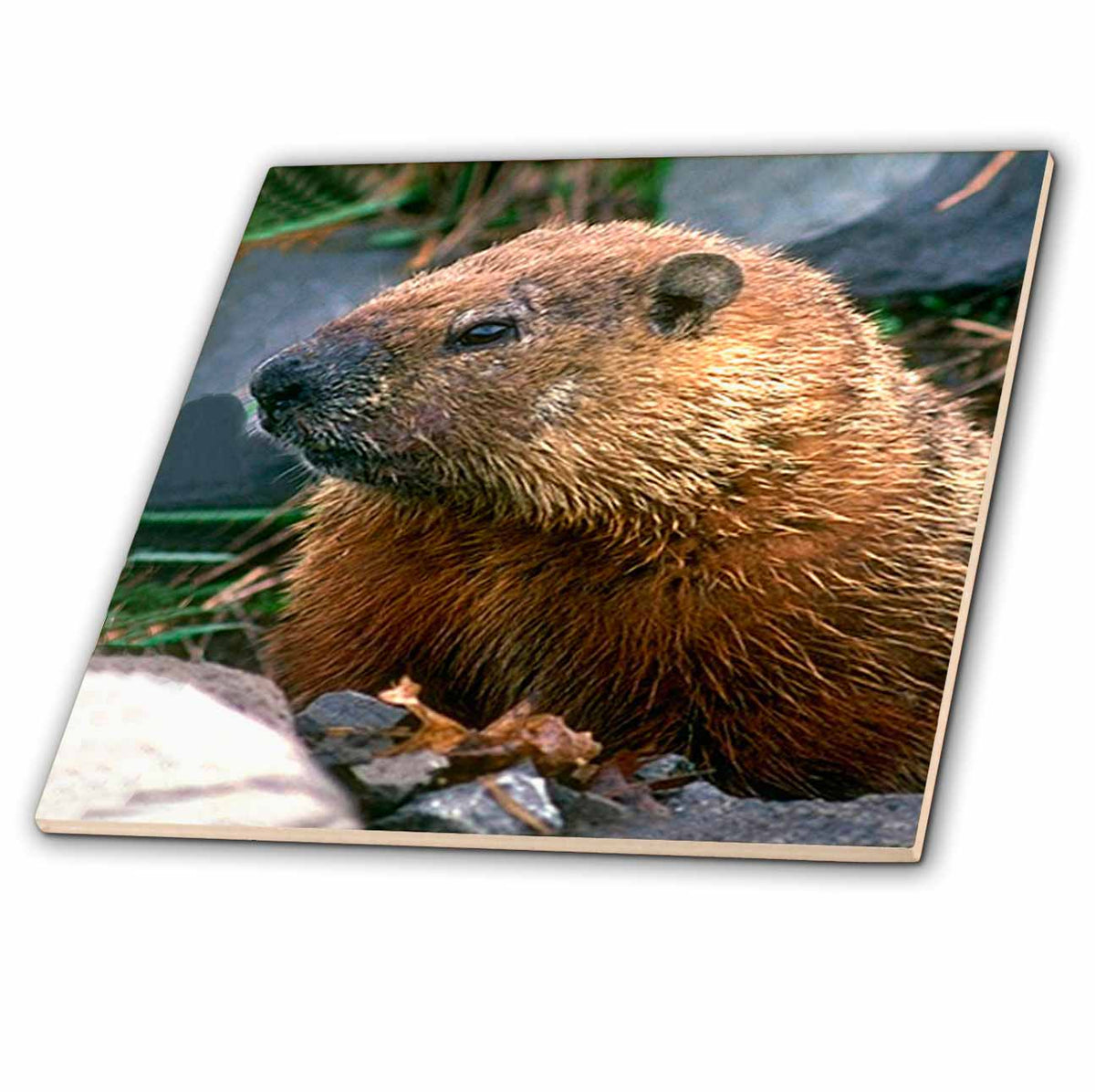 3dRose Wild Animals - Groundhog - Tiles (ct_690)