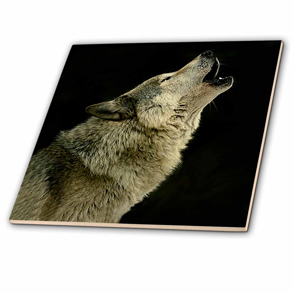 3dRose Wild Animals - Timber Wolf - Tiles (ct_724)