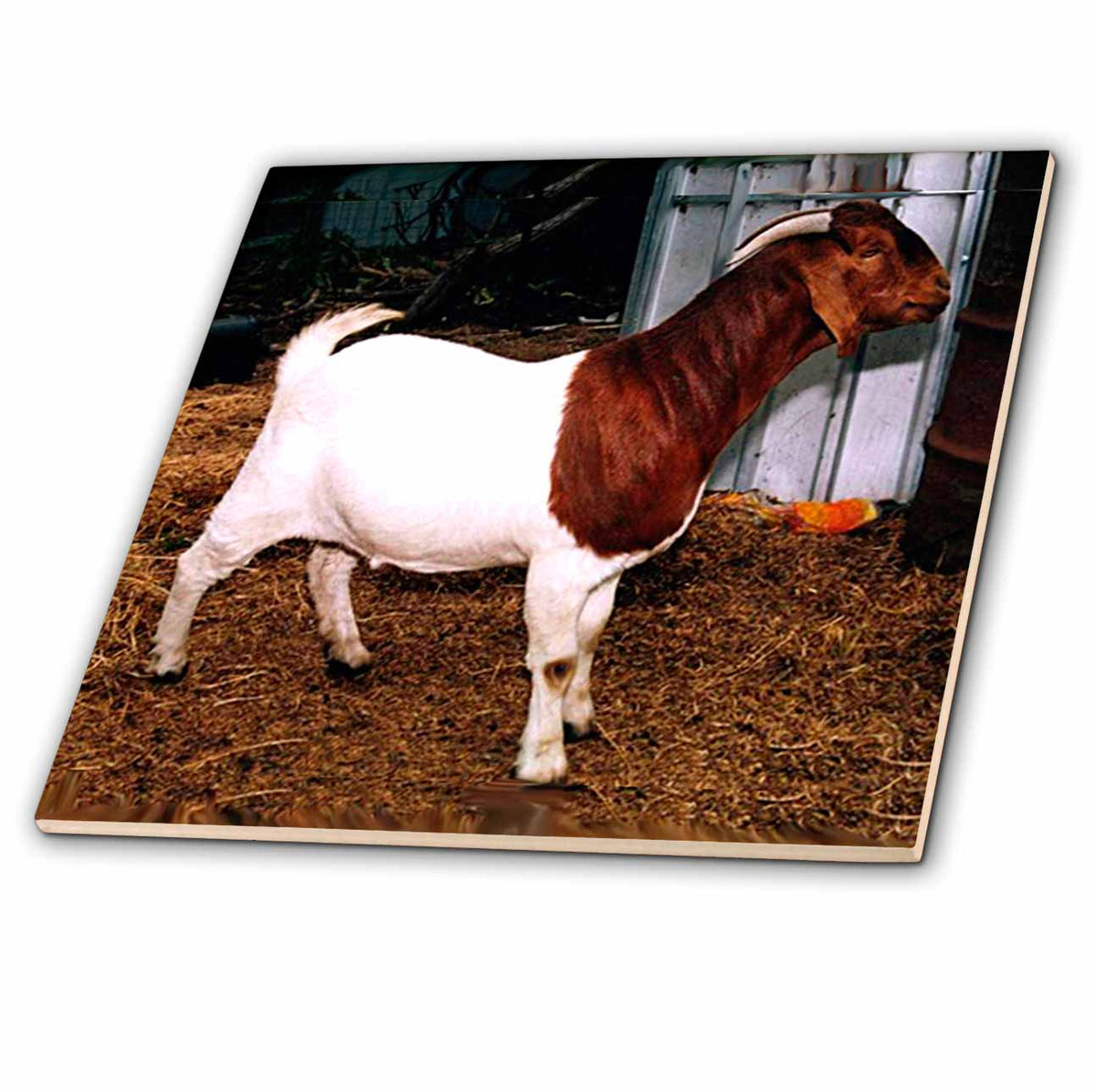 3dRose Farm Animals - Boer Doe Goat - Tiles (ct_818)