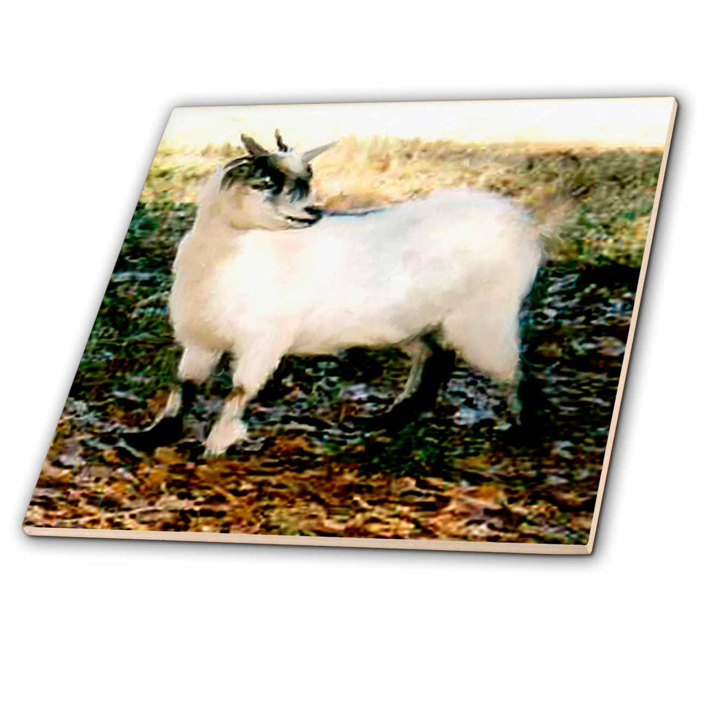 Farm Animals - Pygmy Goat - Tiles