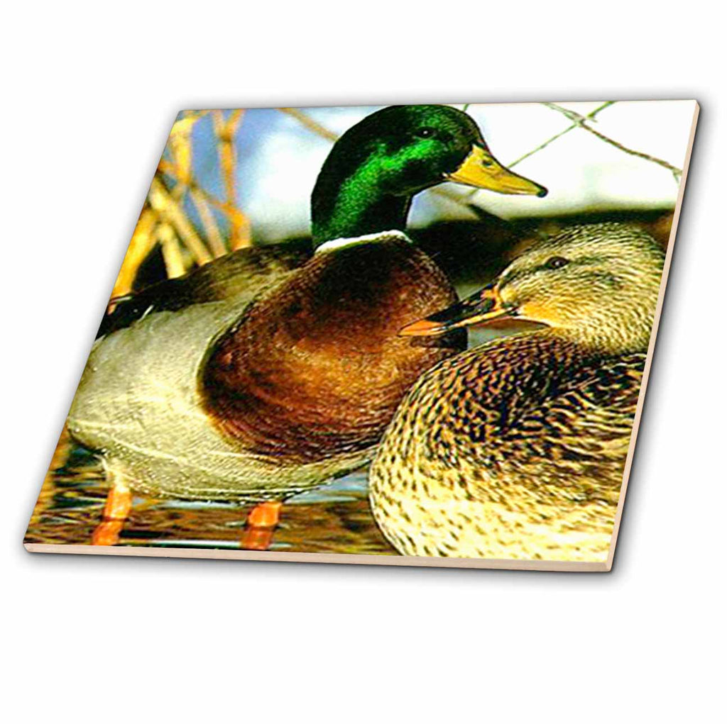 3dRose Birds - Mallard Duck - Tiles (ct_832)