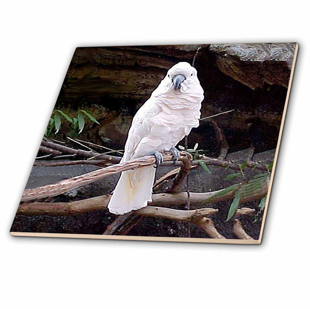 3dRose Birds - Moluccan Cockatoo - Tiles (ct_834)