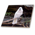 3dRose Birds - Moluccan Cockatoo - Tiles (ct_834)