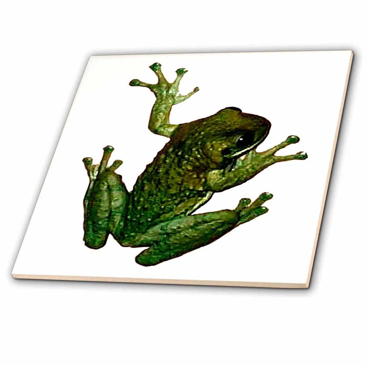 3dRose Frogs - Green Frog - Tiles (ct_867)