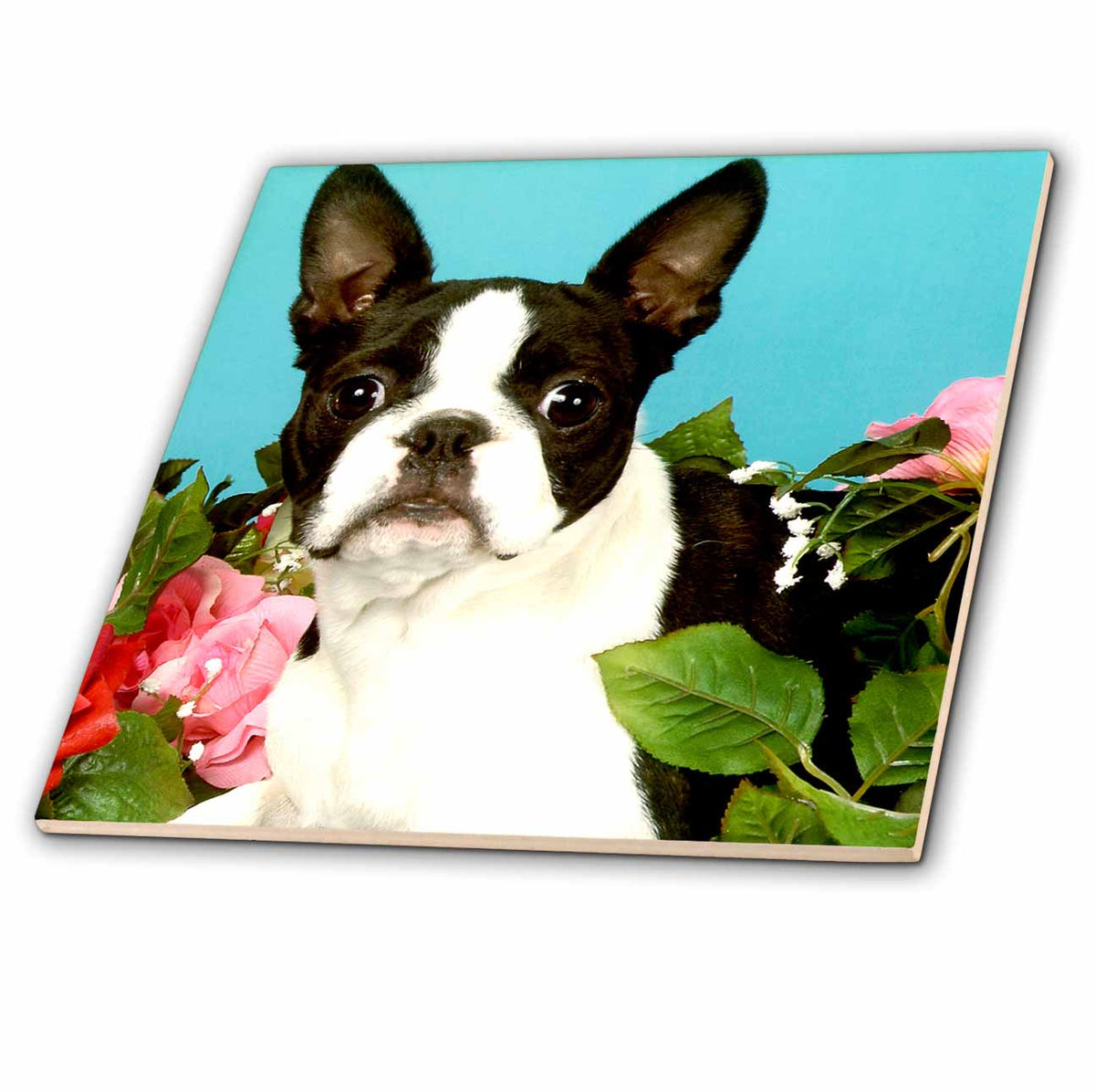 3dRose Dogs Boston Terrier - Emma Boston Terrier - Tiles (ct_893)